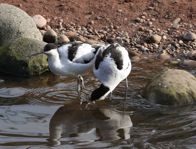 AvocetEF7A8253