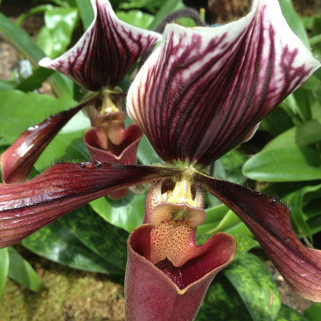 Paphiopedilum
