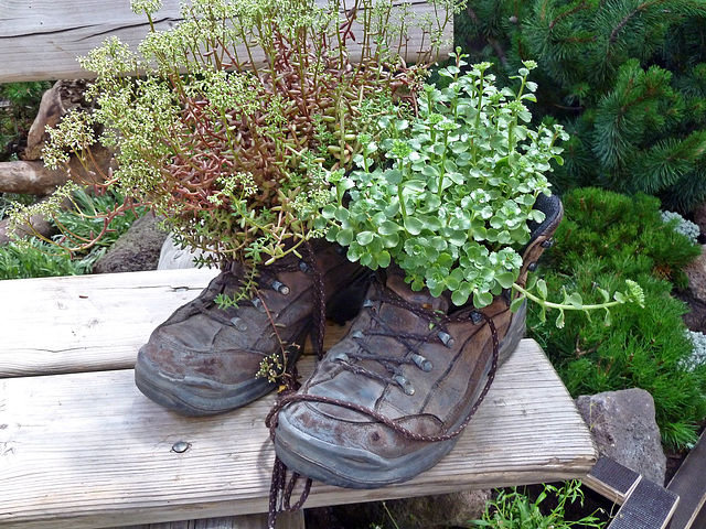 Planzen auf Wanderschaft