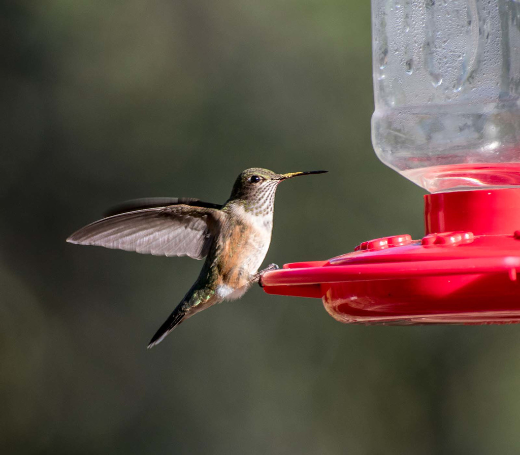 A hummingbird settling