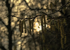 Catkins 2