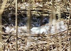 Das Nest wird mit Daunen weich ausgepolstert, (PiP)