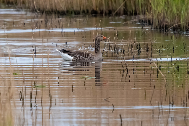 Greylag goose