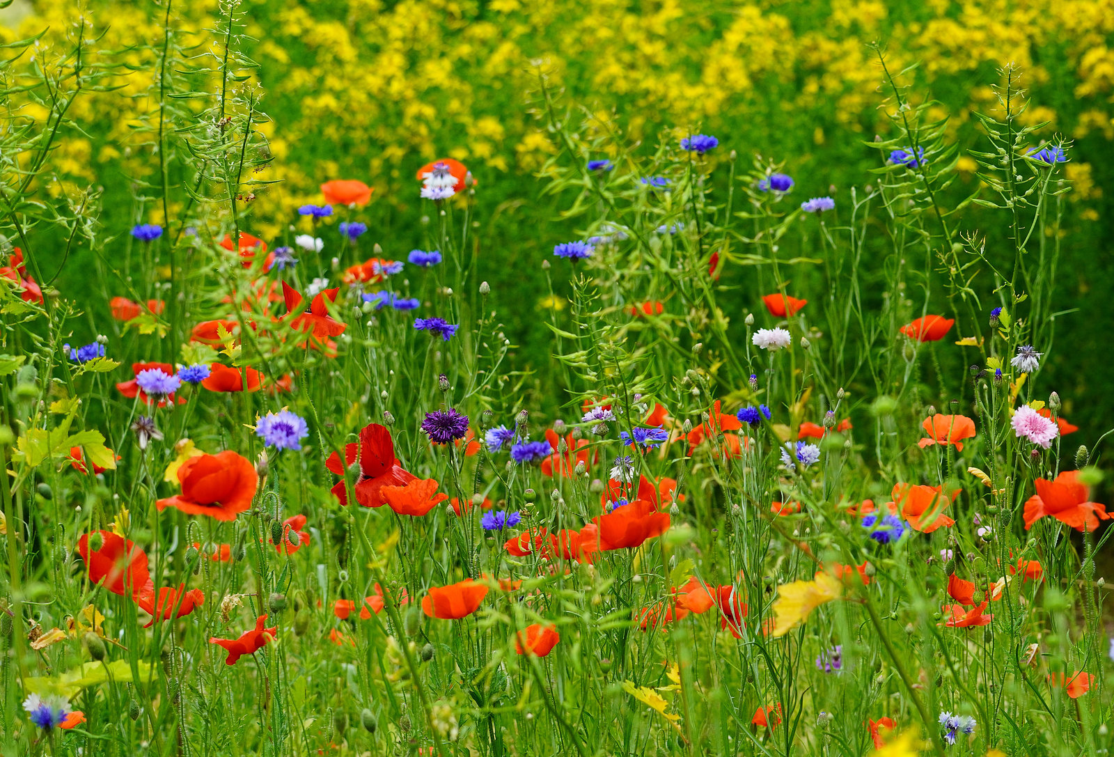 Blumenwiese