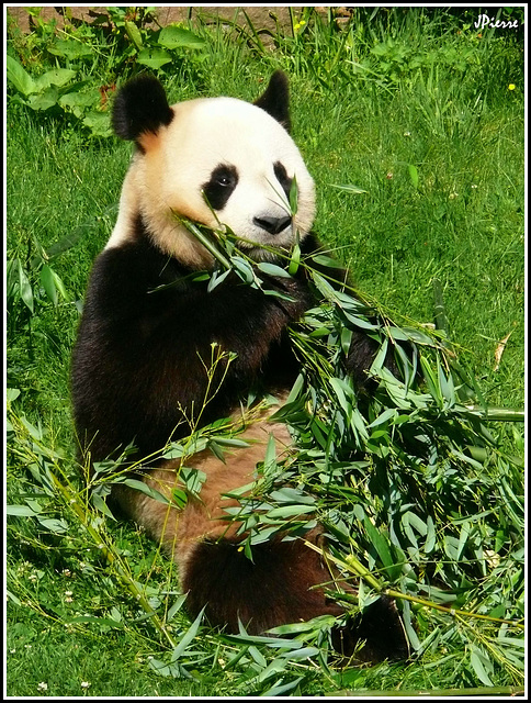 Panda au déjeuner