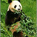 Panda au déjeuner