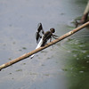 Common whitetail