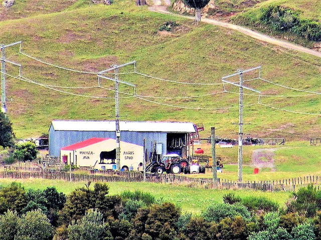 Activity On A Cattle Farm.