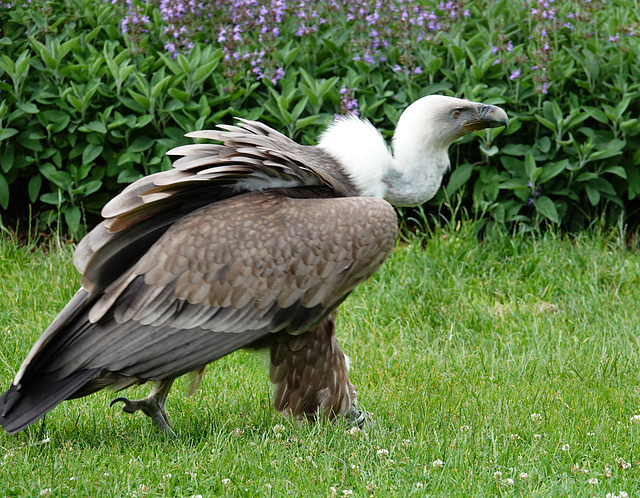 Griffon vulture