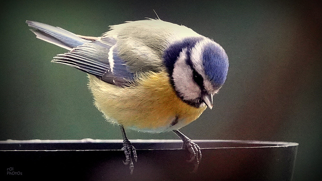 Mésange bleue , (Cyanistes caeruleus - Eurasian ,Blue Tit)