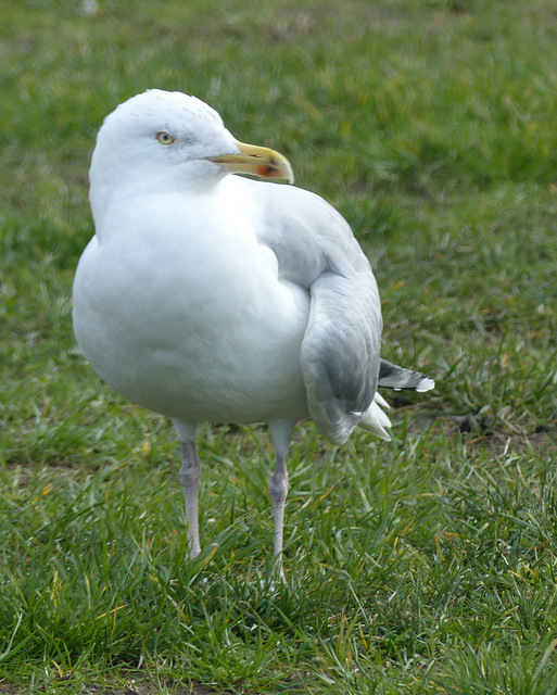 Herring Gull (2) - 27 January 2015
