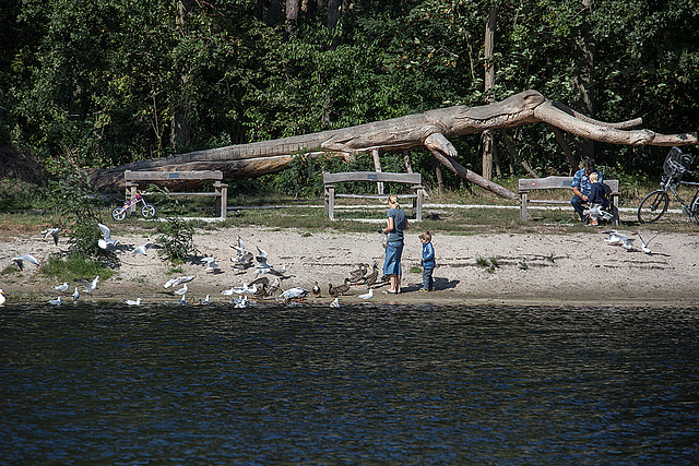 20140911 5209VRAw [NL] Möwen, Enten, Skulptur, Terschelling