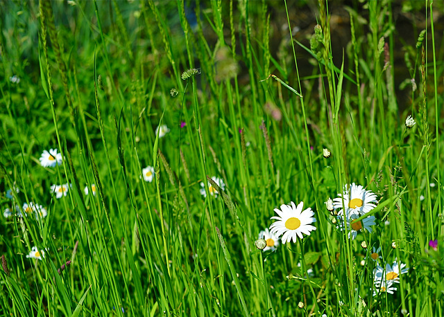 Daisies in June