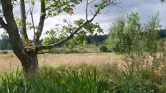 Natur am Göta-Kanal