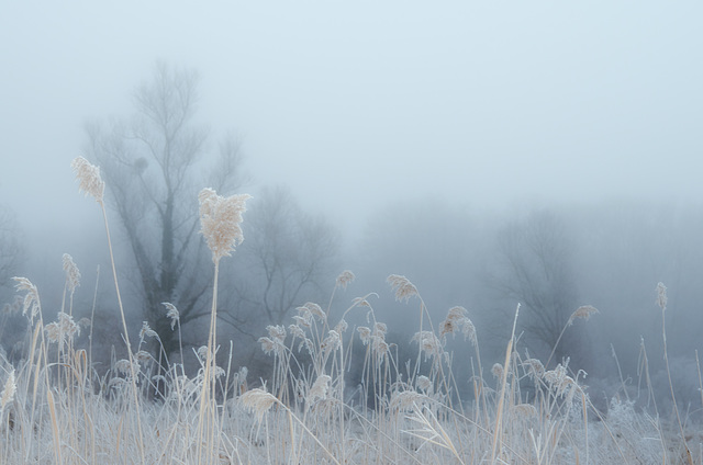 dans la brume et le froid