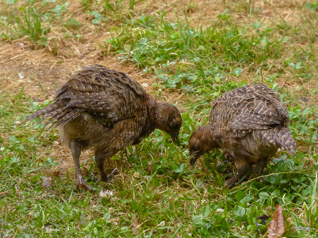 Pheasant chicks