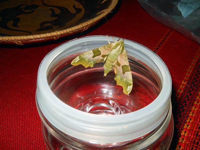 Limehawkmoth ♀