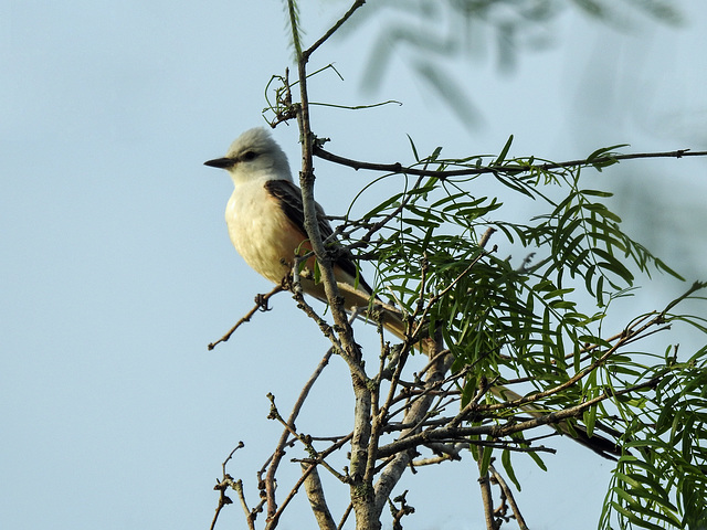 Day 5, Scissor-tailed Flycatcher