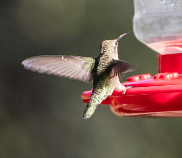 A landing hummingbird