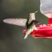 A landing hummingbird