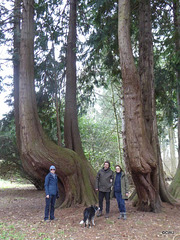 The Giants
