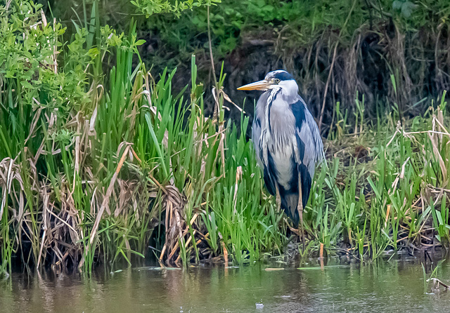 Heron