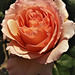 Another garden rose