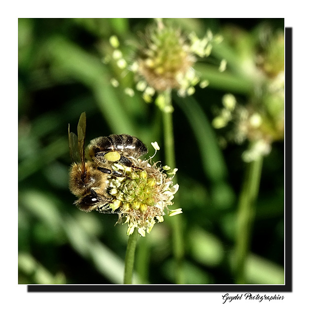 Dans le Plantain ...