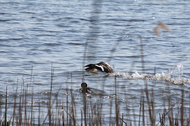 Haubentaucher auf dem Tegeler See