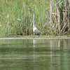 Great egret fishing in my pond