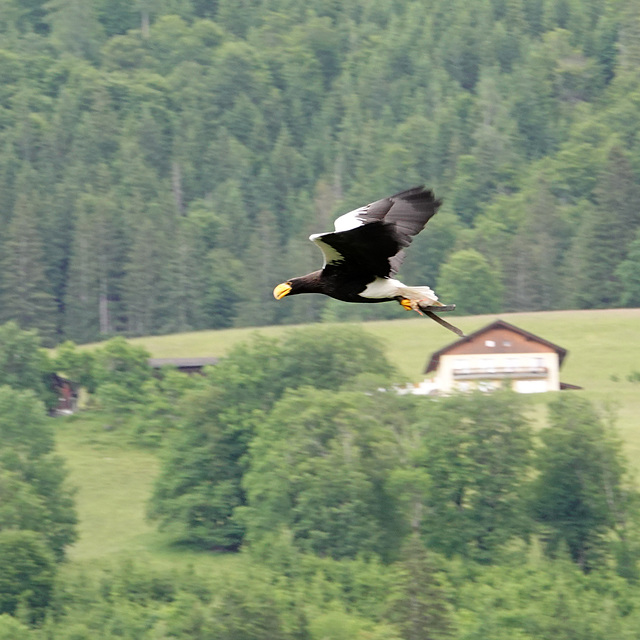 Bird of prey in flight