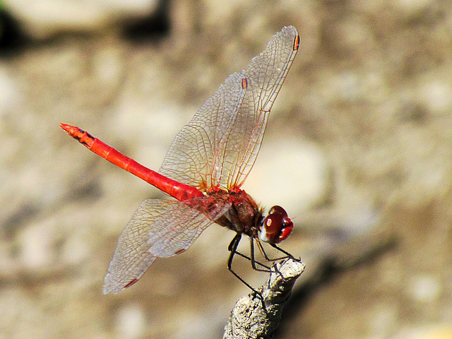 Red-veined Darter m (Sympetrum fonscolombii) 08-08-2012 12-40-24