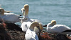 20180406 3626CP~V [PI] Basstölpel (Morus bassanus), Helgoland