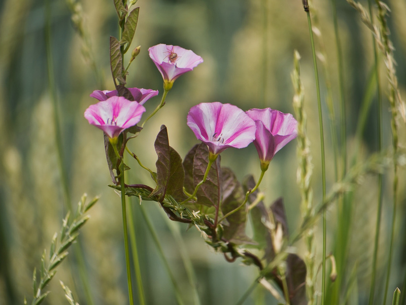 Ackerwinde