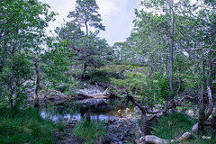 Glen Affric