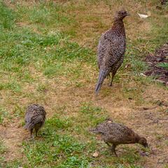 Hen pheasant with her chicks