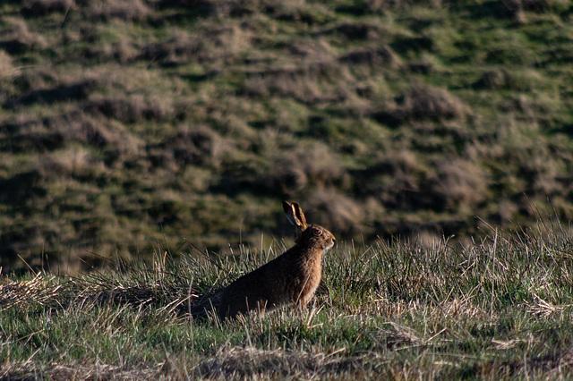 Brown Hare