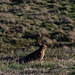 Brown Hare