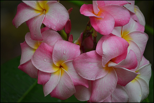 Plumeria