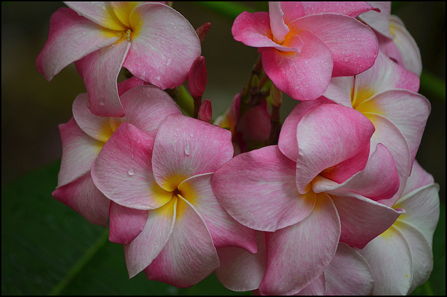 Plumeria