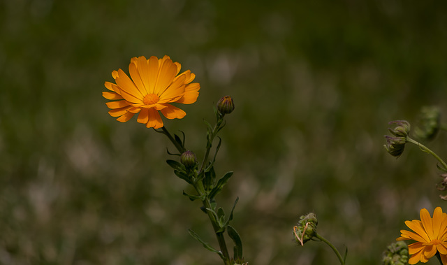 Caléndula officinalis