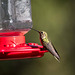 A posing hummingbird