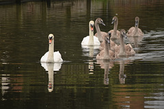 The swan family, August 2020