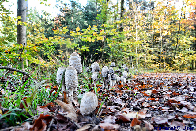 Schopf-Tintling (Coprinus comatus)