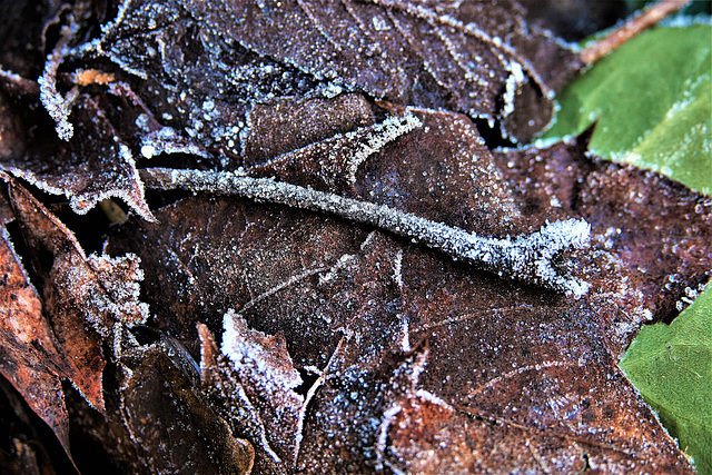 Frosty Leaves