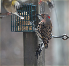 Regular at the suet