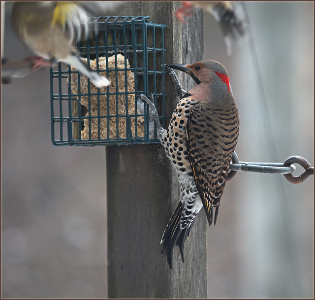 Regular at the suet