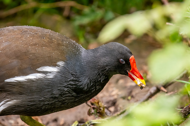 Moorhen