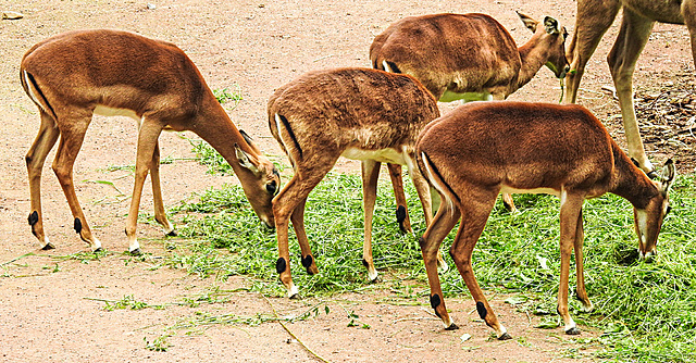 20210709 1439CPw [D~OS] Impala, Zoo Osnabrück