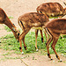 20210709 1439CPw [D~OS] Impala, Zoo Osnabrück